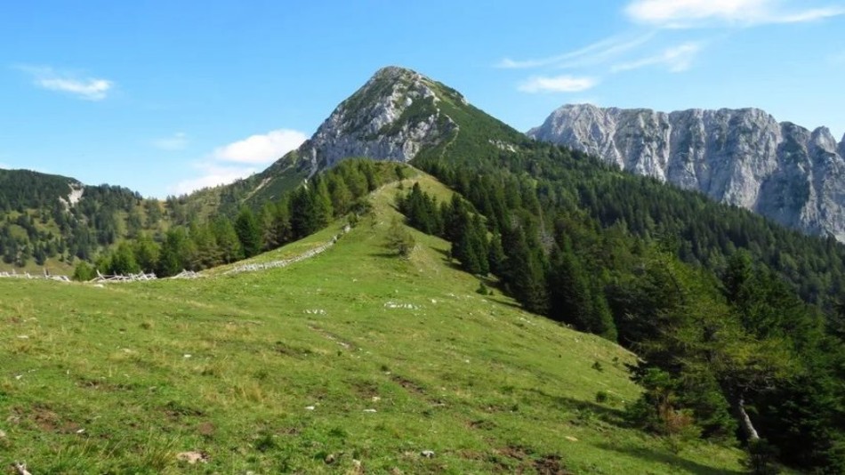 Košutica